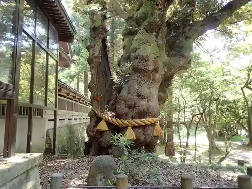 狭野神社の自然