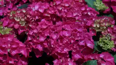三室戸寺(京都府)