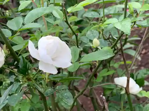 退魔寺(厄除茂呂不動尊)の自然