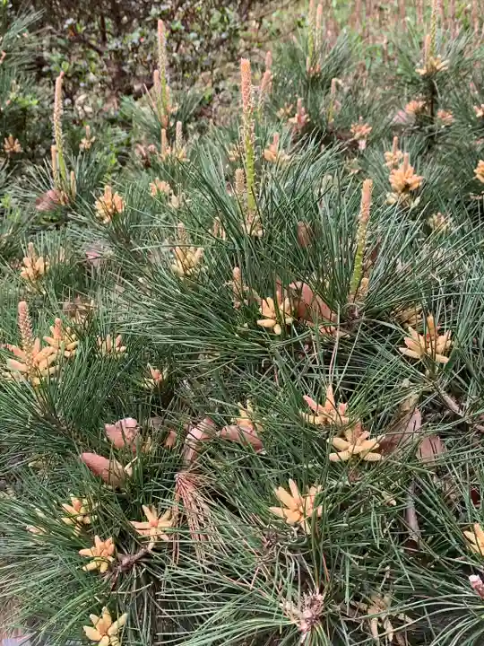 諏訪神社(神奈川県)