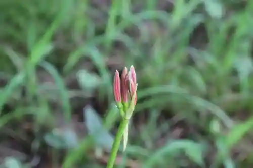 国宝 大法寺の自然
