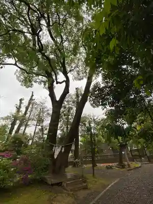 武蔵一宮氷川神社(埼玉県)