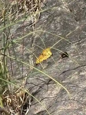 龍王社(香川県)