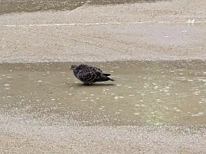 意富比神社(千葉県)