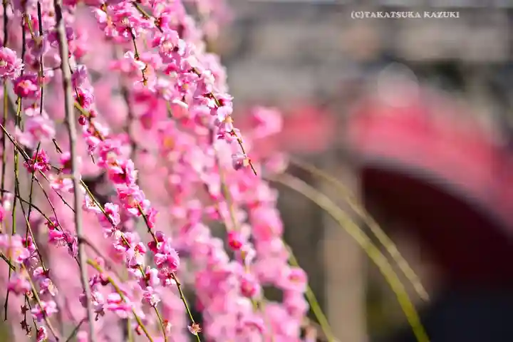 亀戸天神社(東京都)