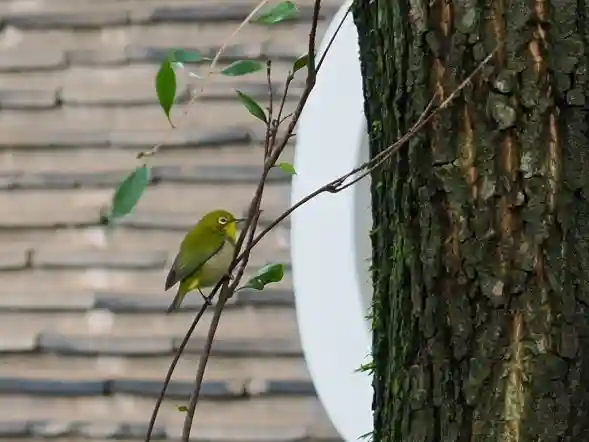赤坂氷川神社(東京都)