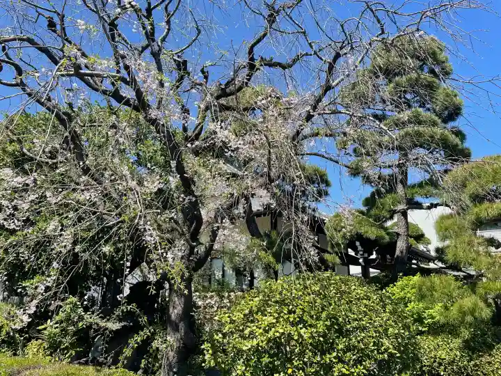 貞源寺の{uncategorized: "未分類", other: "その他", undefined: "問題あり", building: "その他建物", grave: "お墓", sacred_gate: "鳥居", guardian: "狛犬", statue: "像", buddha: "仏像", history: "歴史", nature: "自然", garden: "庭園", animal: "動物", pagoda: "塔", temizu: "手水舎", mountain_gate: "山門・神門", sanctuary: "本殿・本堂", subordinate: "末社・摂社", art: "芸術", scenery: "景色", jizo: "地蔵", ema: "絵馬", goshuin: "御朱印", omikuji: "おみくじ", items: "授与品その他", amulet: "お守り", goshuincho: "御朱印帳", eats: "食事", festival: "お祭り", votive_dance: "神楽", shichigosan: "七五三参", wedding: "結婚式", experience: "体験その他", initially: "初詣", around: "周辺", anti_infection: "感染症対策"}