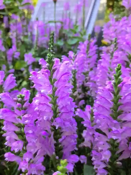 福蔵院(東京都)