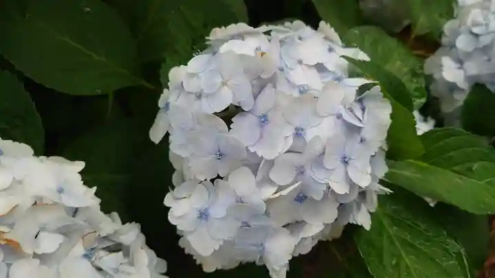 武蔵第六天神社の自然