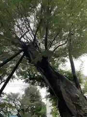 青渭神社の自然