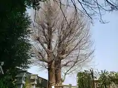 堤治神社の自然