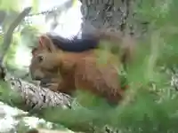 留辺蘂神社の動物