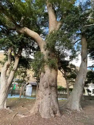 部田神社の自然