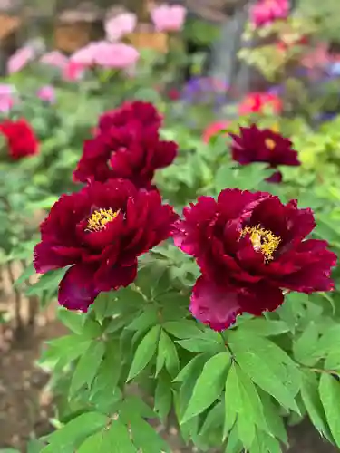 薬師院(兵庫県)