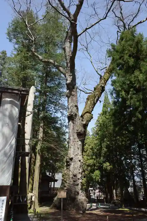 諏訪大社の自然