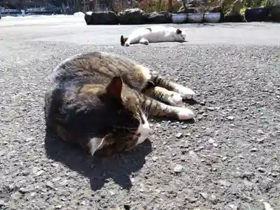 御誕生寺（猫寺）(福井県)