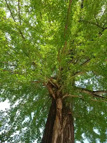 賀羅加波神社の自然
