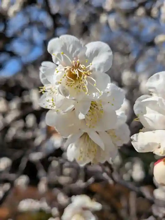 福蔵院(東京都)