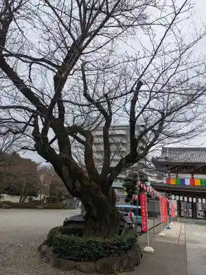 伝通院(東京都)