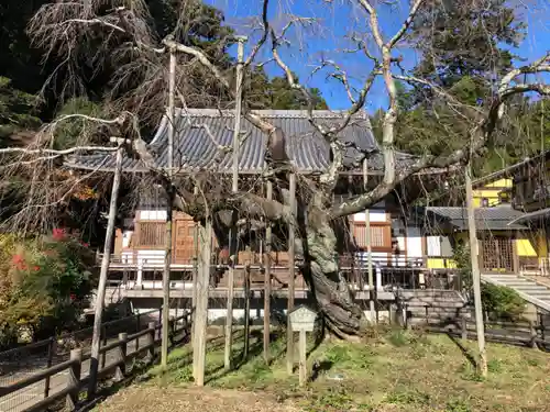 太山寺の自然