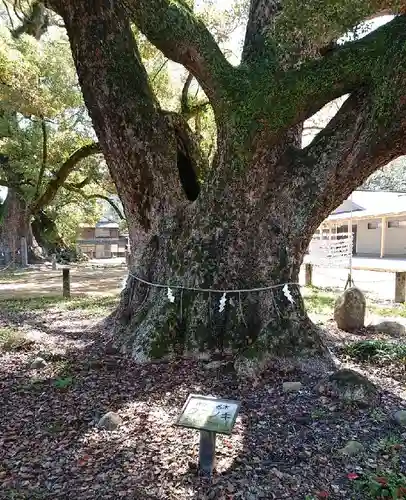 諫早神社（九州総守護  四面宮）の自然