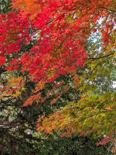 阿佐ヶ谷神明宮(東京都)