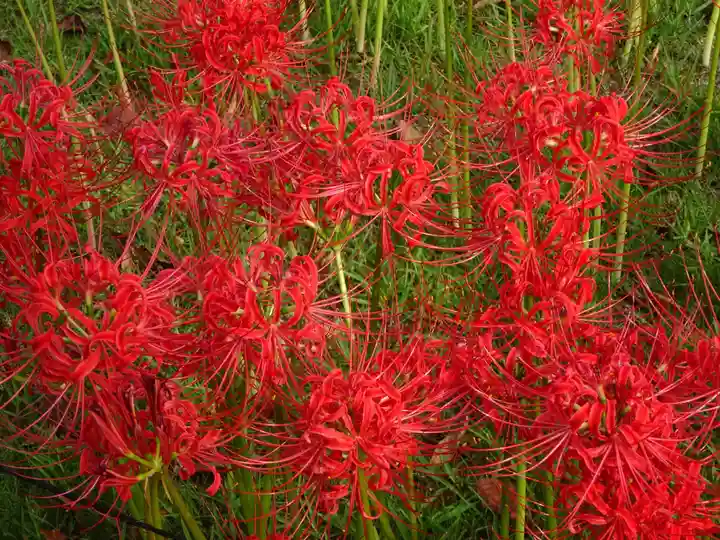 横浜 西方寺の自然