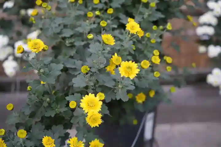 明治神宮(東京都)