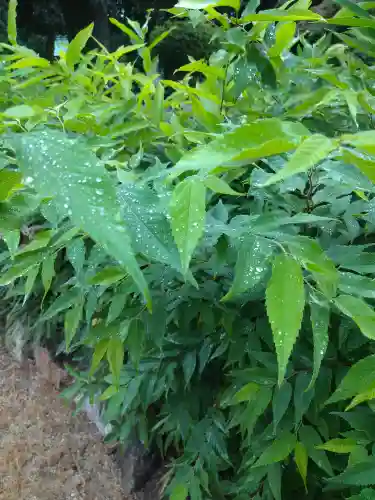 阿智神社の自然