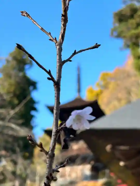 国宝 大法寺(長野県)