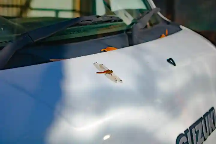 白山比咩神社の動物