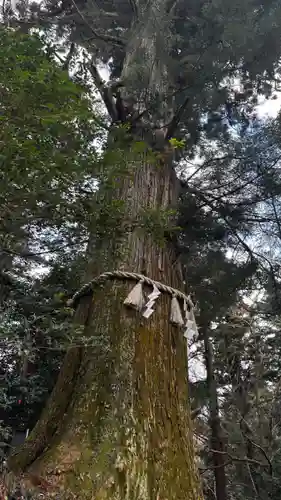 高尾山薬王院の自然