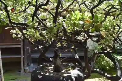 観智院（東寺子院）の自然