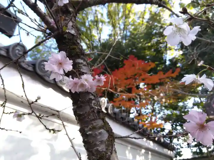 廬山寺(廬山天台講寺)(京都府)