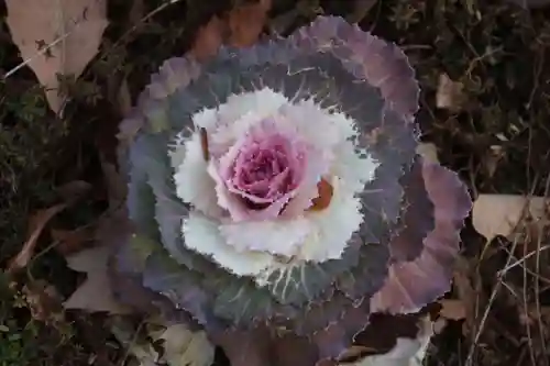 三春大神宮の庭園