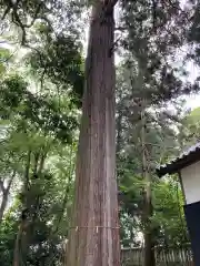 岩壺神社の自然