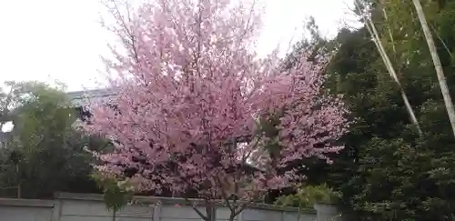櫻木神社の自然