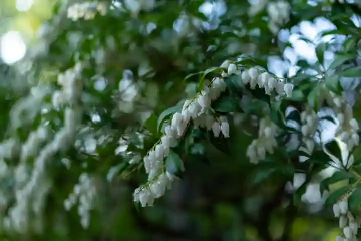 平安神宮(京都府)