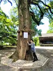 福母八幡宮の自然