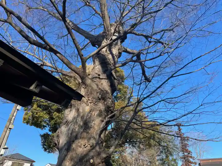 下溝八幡宮の自然