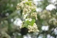 八幡神社の自然