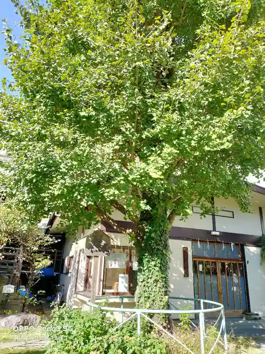 千束稲荷神社の自然