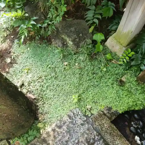 四谷於岩稲荷田宮神社の自然