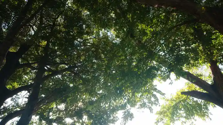 神明社(国府宮神明社)の自然