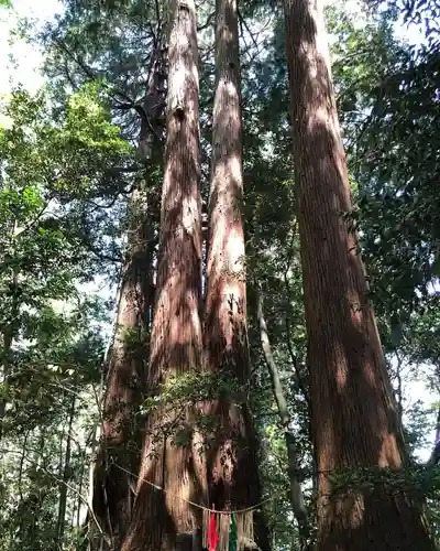 高千穂神社の自然