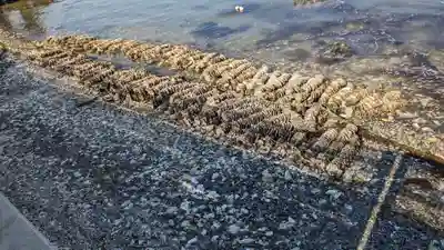 牡蠣島辨天神社の動物