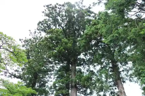 高司神社〜むすびの神の鎮まる社〜の自然