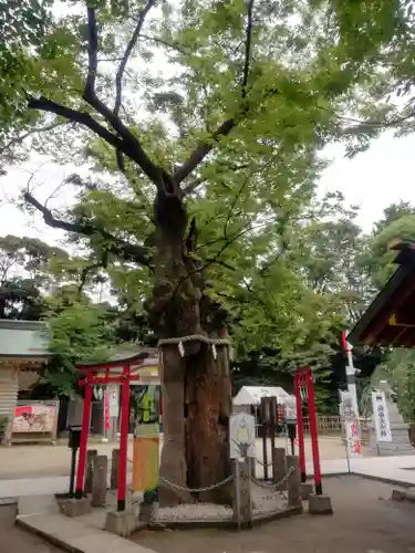 新田神社の自然