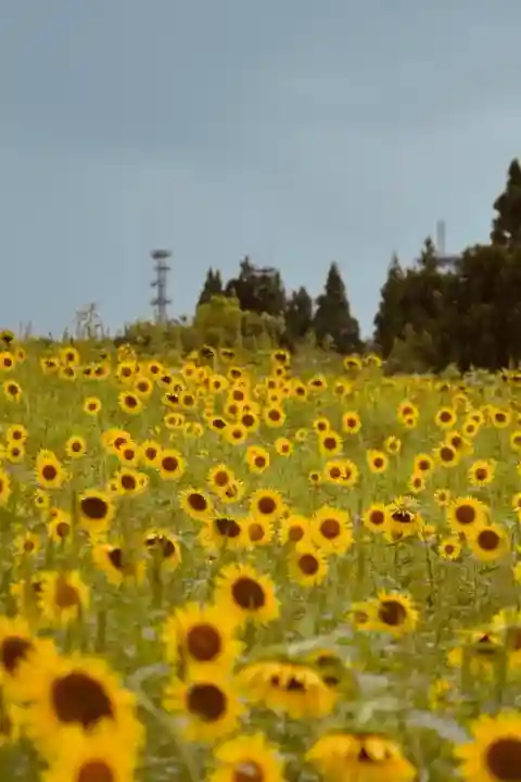 沢山神社(澤山神社)(新潟県)