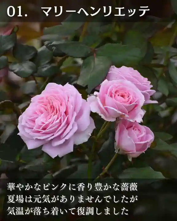 宝光寺(北海道)